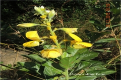 Crotalaria pulchra